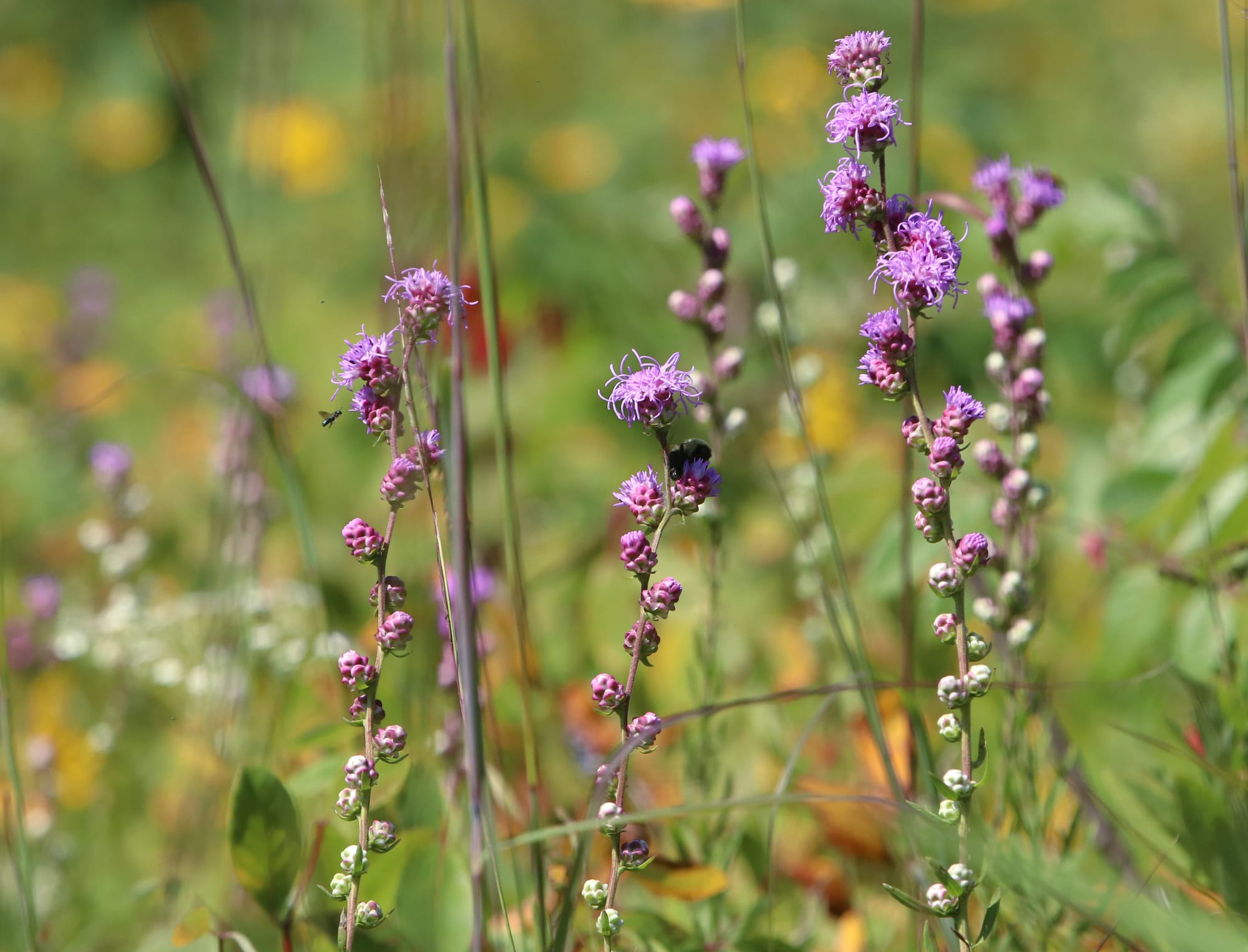 Grist From the Mills