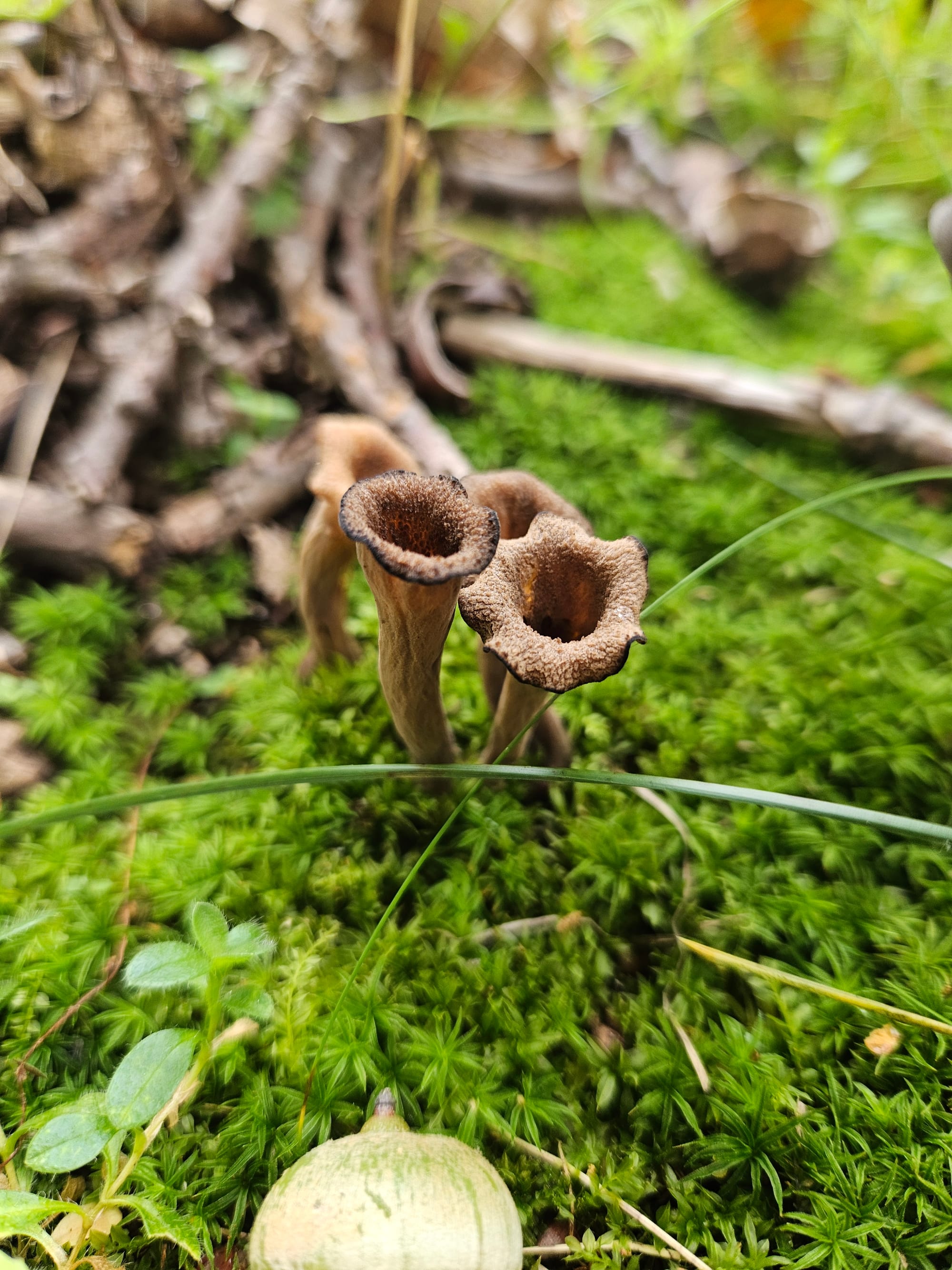 A cluster of small, delicate, funnel-shaped mushrooms grows out of a bed of soft green moss.