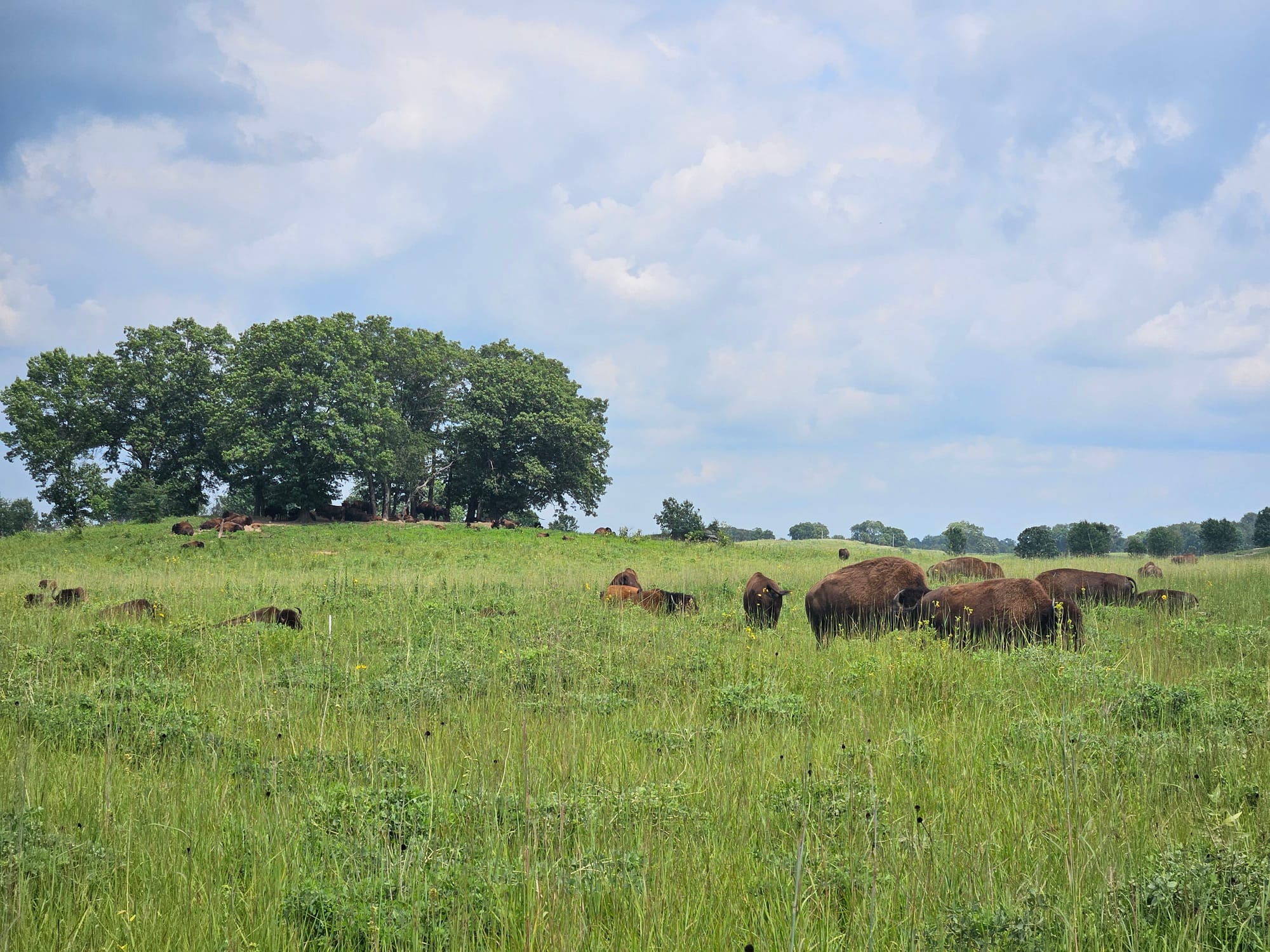 A herd of buffalo grazes in tall green grasses in an open prairie, with a clump of oak trees in the background.