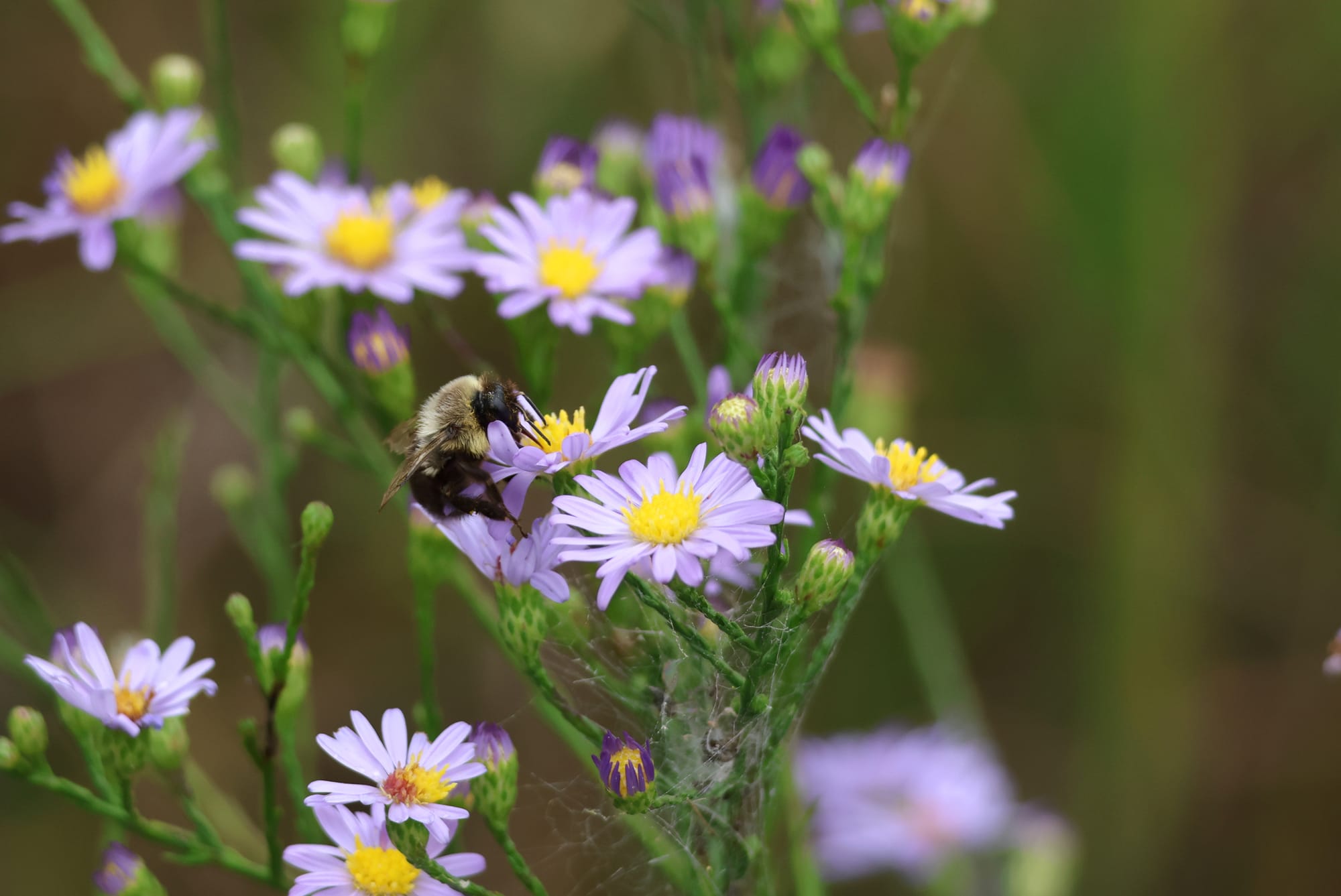 A bumblebee hard at work on a cluster of light purple aster flowers.