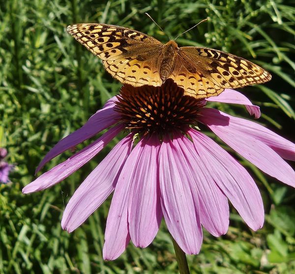 A freckled orange butterfly perches with wings open on top of a purple coneflower.