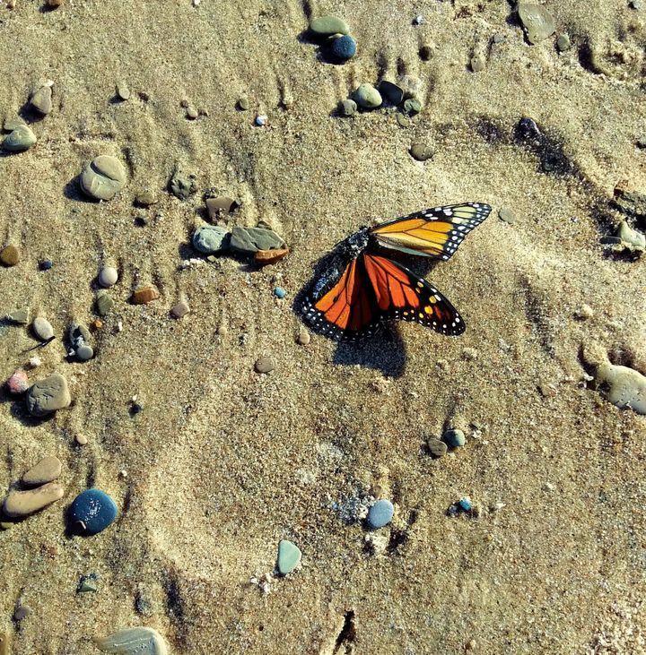 Weathering Life