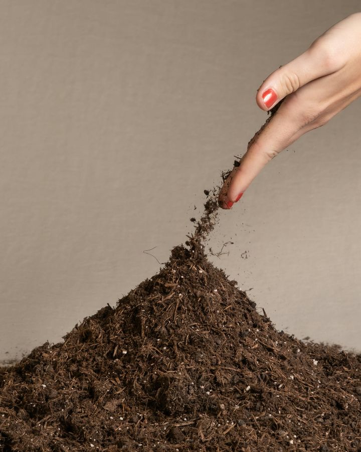 Rooted in Health