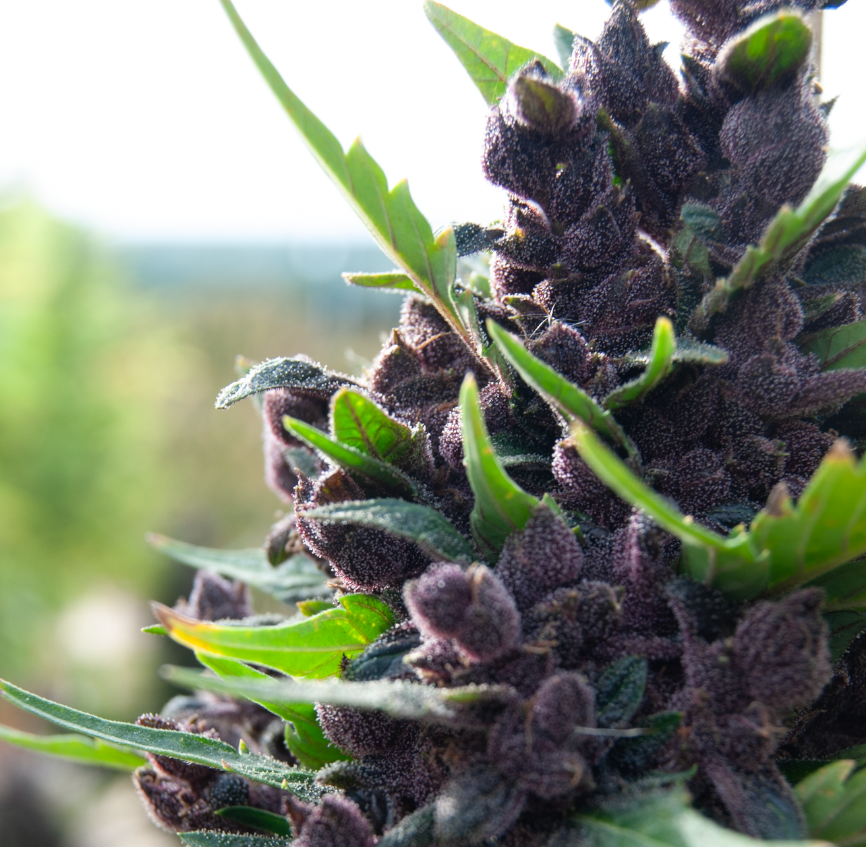 Rooted in Regeneration