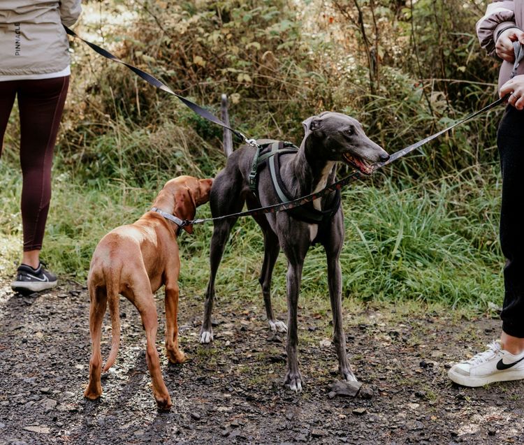 God, Dogs, and Rewriting the Resurrection