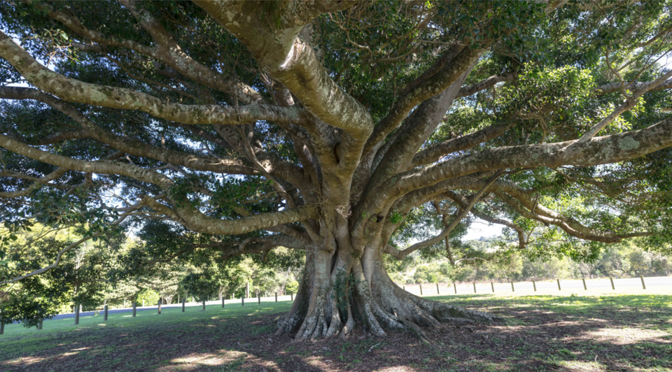 Large, mature tree with wide branches and trunk provides cool shade for half an acre of ground from the hot sun. 