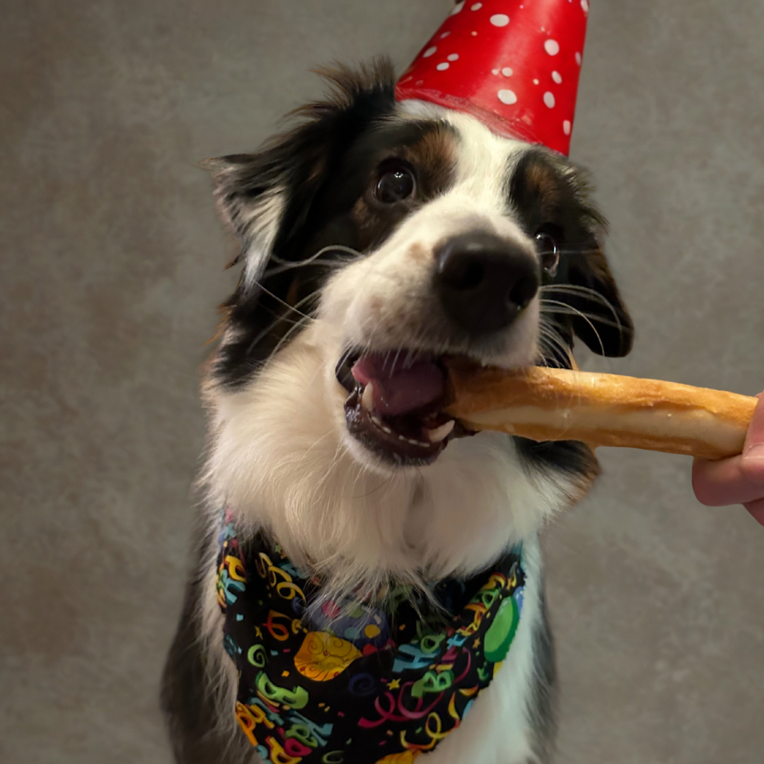 🎉 “Happy Barkday to You”: The Fine Art of Celebrating Our Pets Like the Royalty They Are
