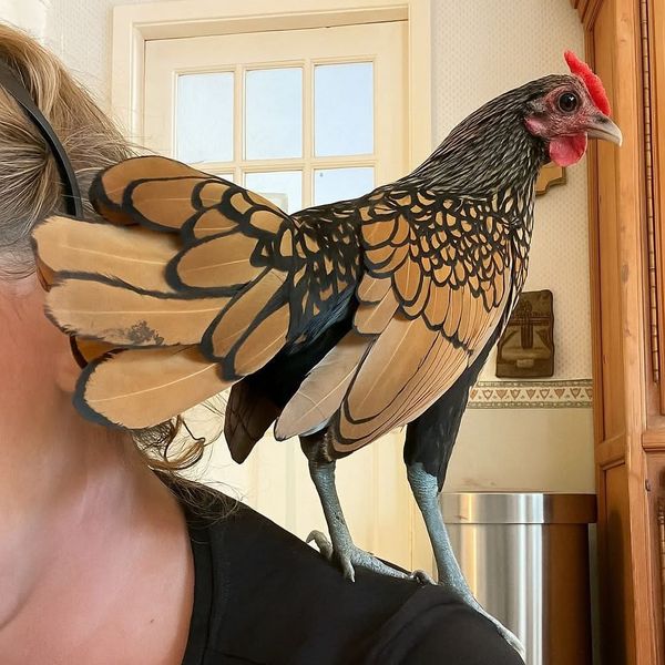 Ever owned a chicken?