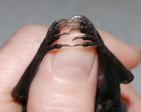 In Defense of Bats: Nature’s Unsung Heroes