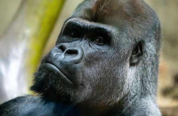 “The Gorilla Looked Straight at Us… and Everything We Believe About Ourselves Quietly Fell Apart.”