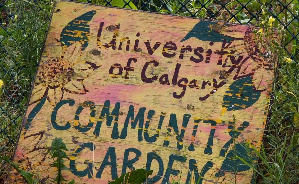Campus community garden offers students education in sustainable gardening practices