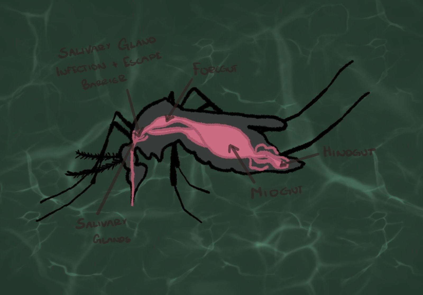 UCalgary researchers discover a new invasive mosquito species in Calgary carrying the West Nile Virus