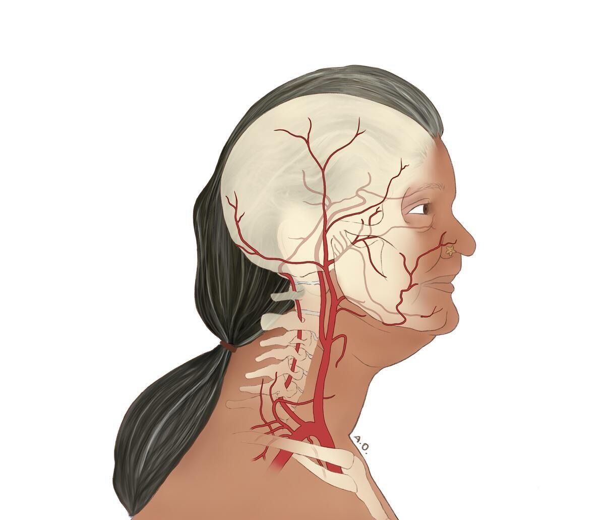 U of C's 'AVID' project is providing free and inclusive artwork to revolutionize medical education