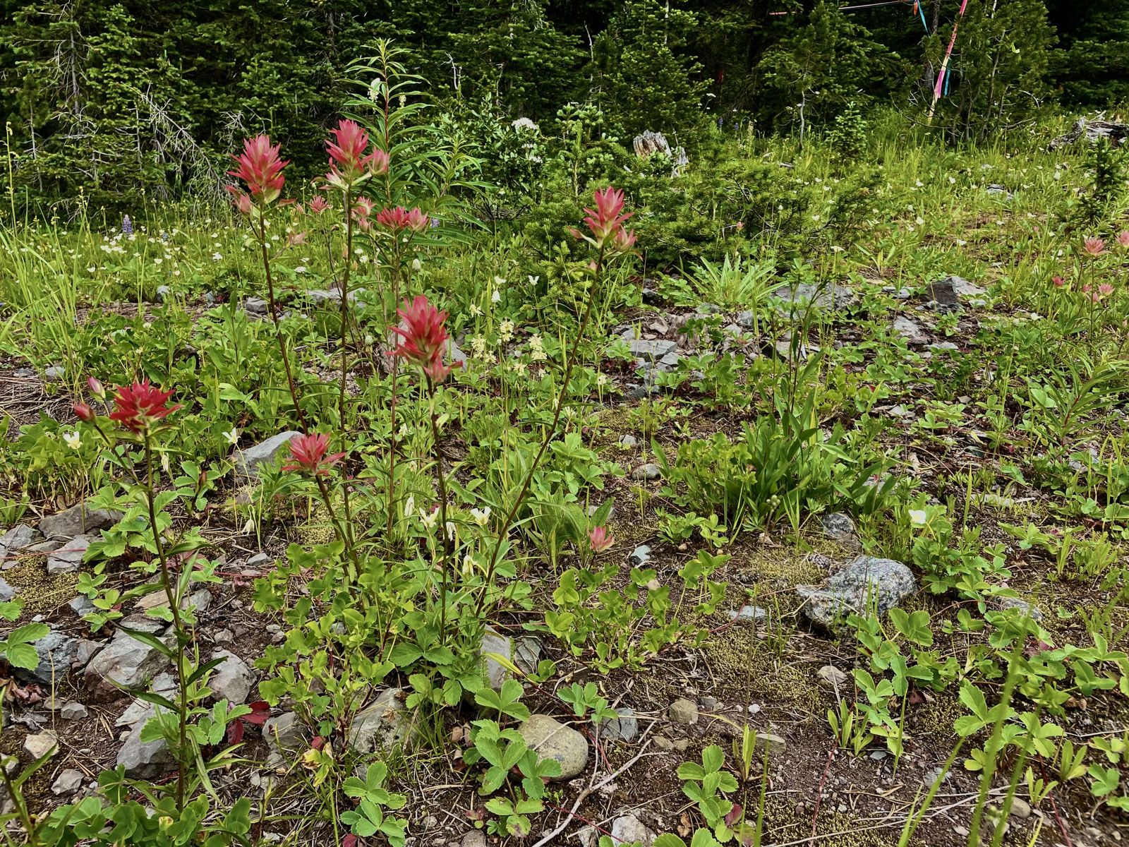 Five wildflower hikes to take this summer
