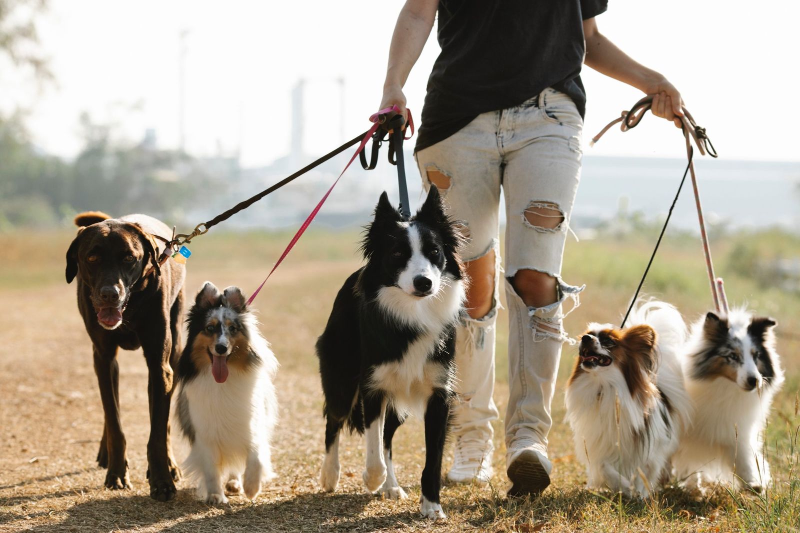 The danger of drug-resistant parasitic hookworms in dogs