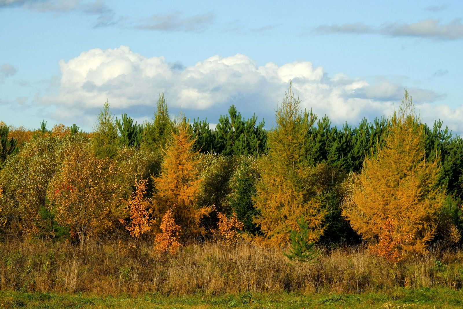 What is larch season? And how to get the most out of the golden larches