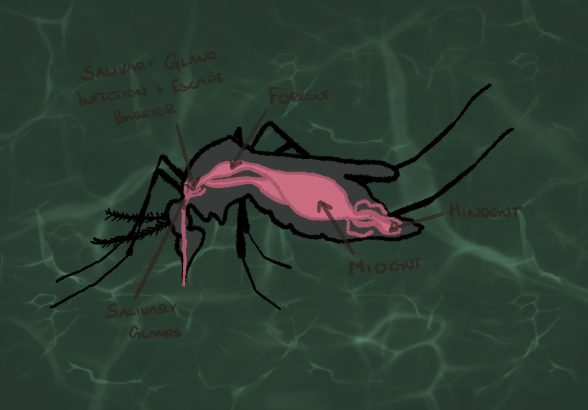 UCalgary researchers discover a new invasive mosquito species in Calgary carrying the West Nile Virus