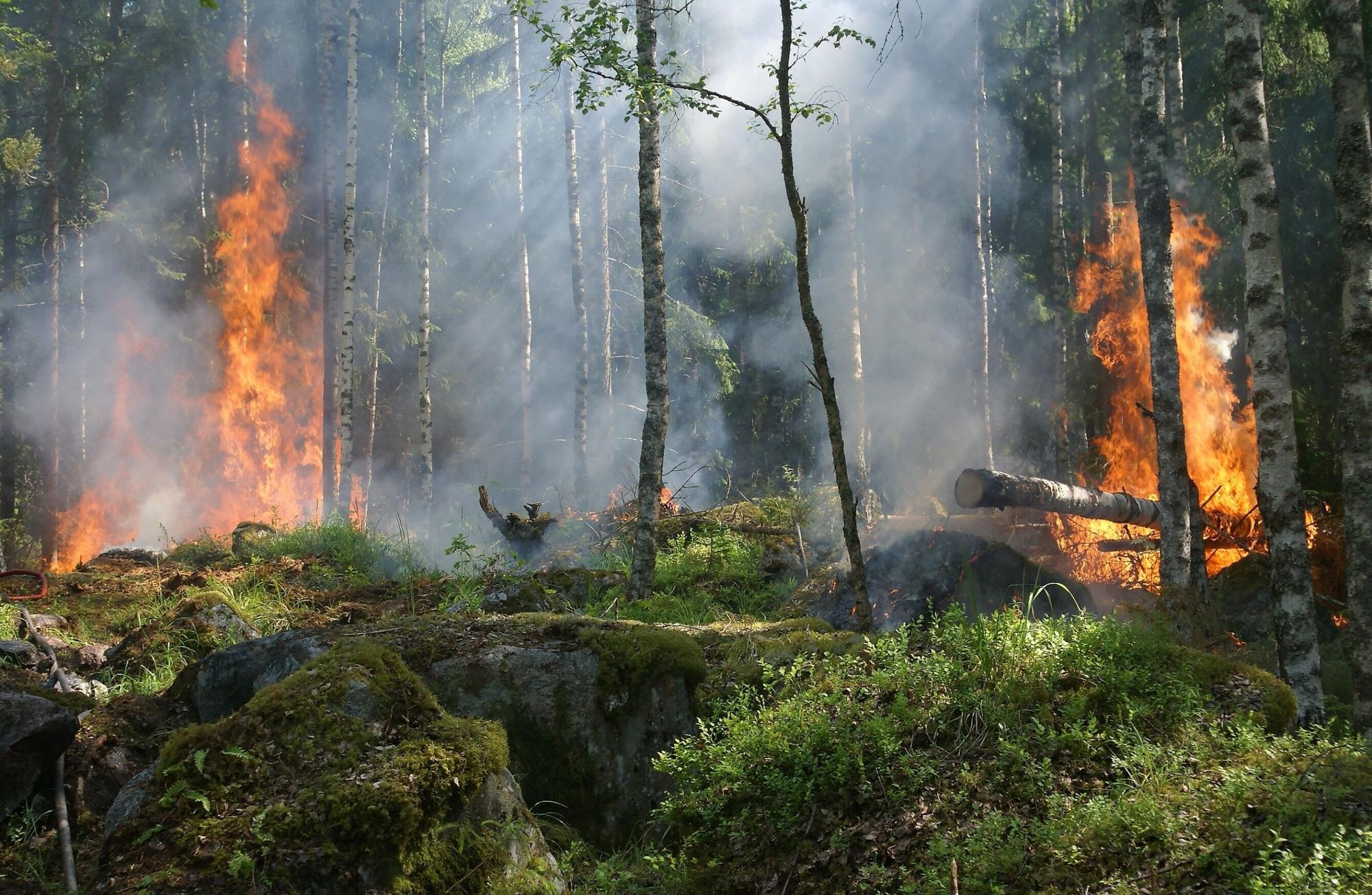 Playing with fire: Alberta in the age of climate-driven disasters