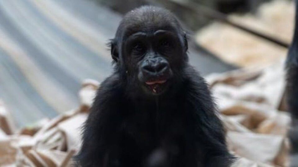 Safety and ethics: Gorilla's death as a wake-up call for the Calgary Zoo