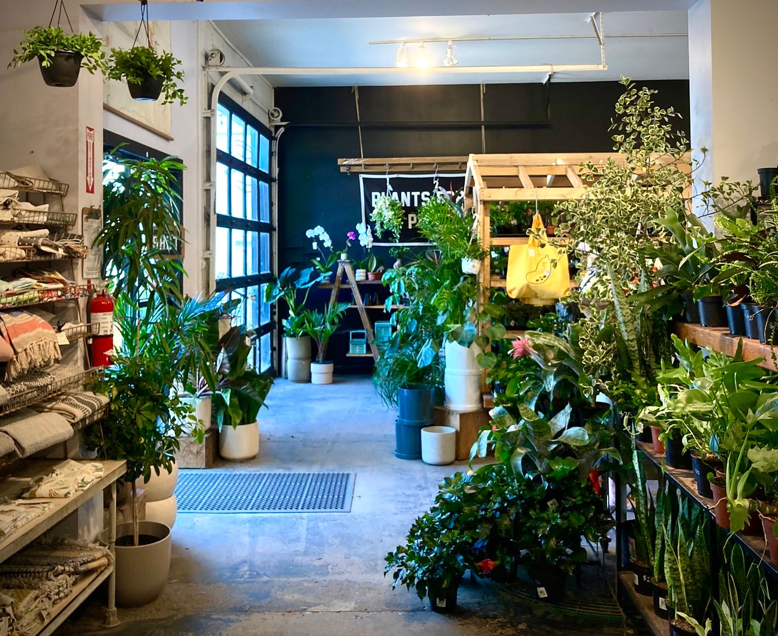 Calgary Hidden Gems: Plant, the most demure plant store in Calgary