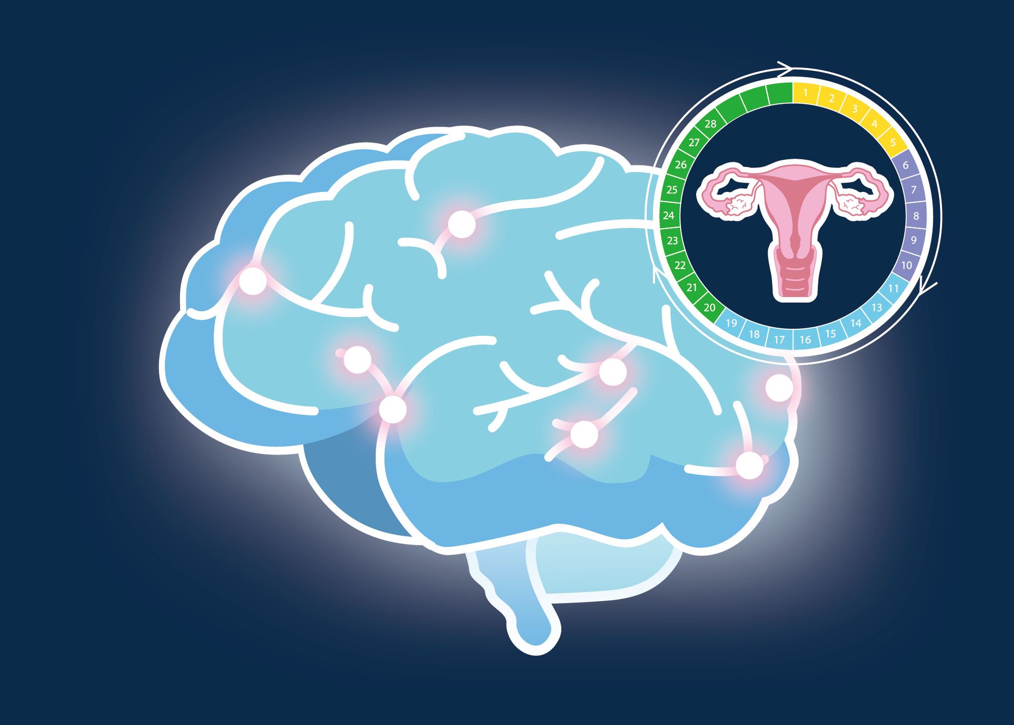 Brain microstructural changes: Another menstrual cycle symptom