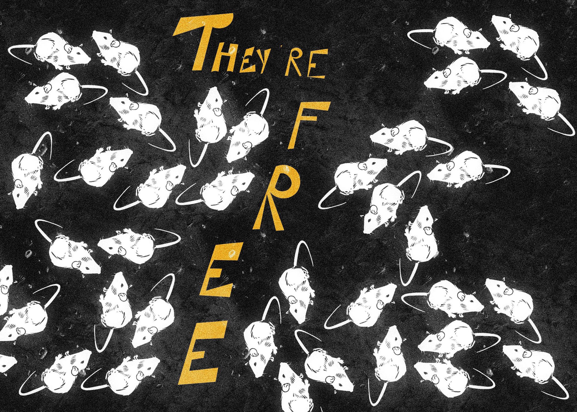 Campus alert: Aggressive laboratory mice roam free