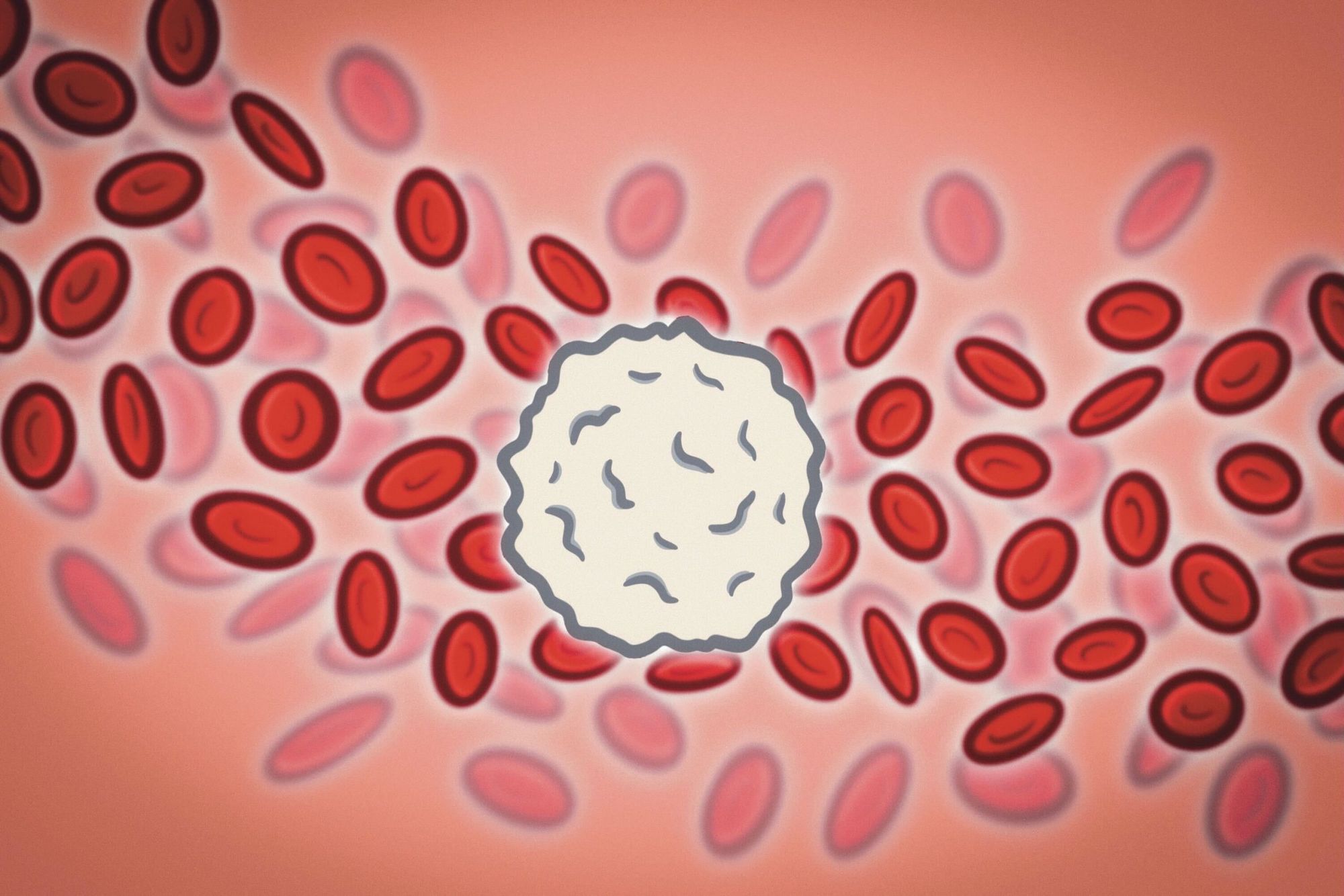 New evidence shows white blood cells can repair or fight during an infection