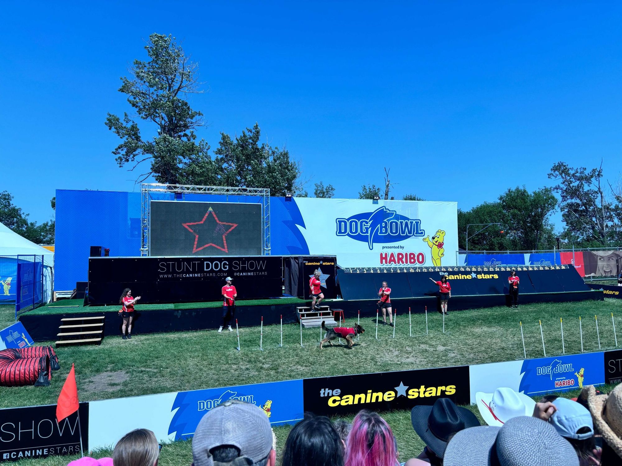 Stampede Dog Bowl dazzles audience with action-packed stunts and performances