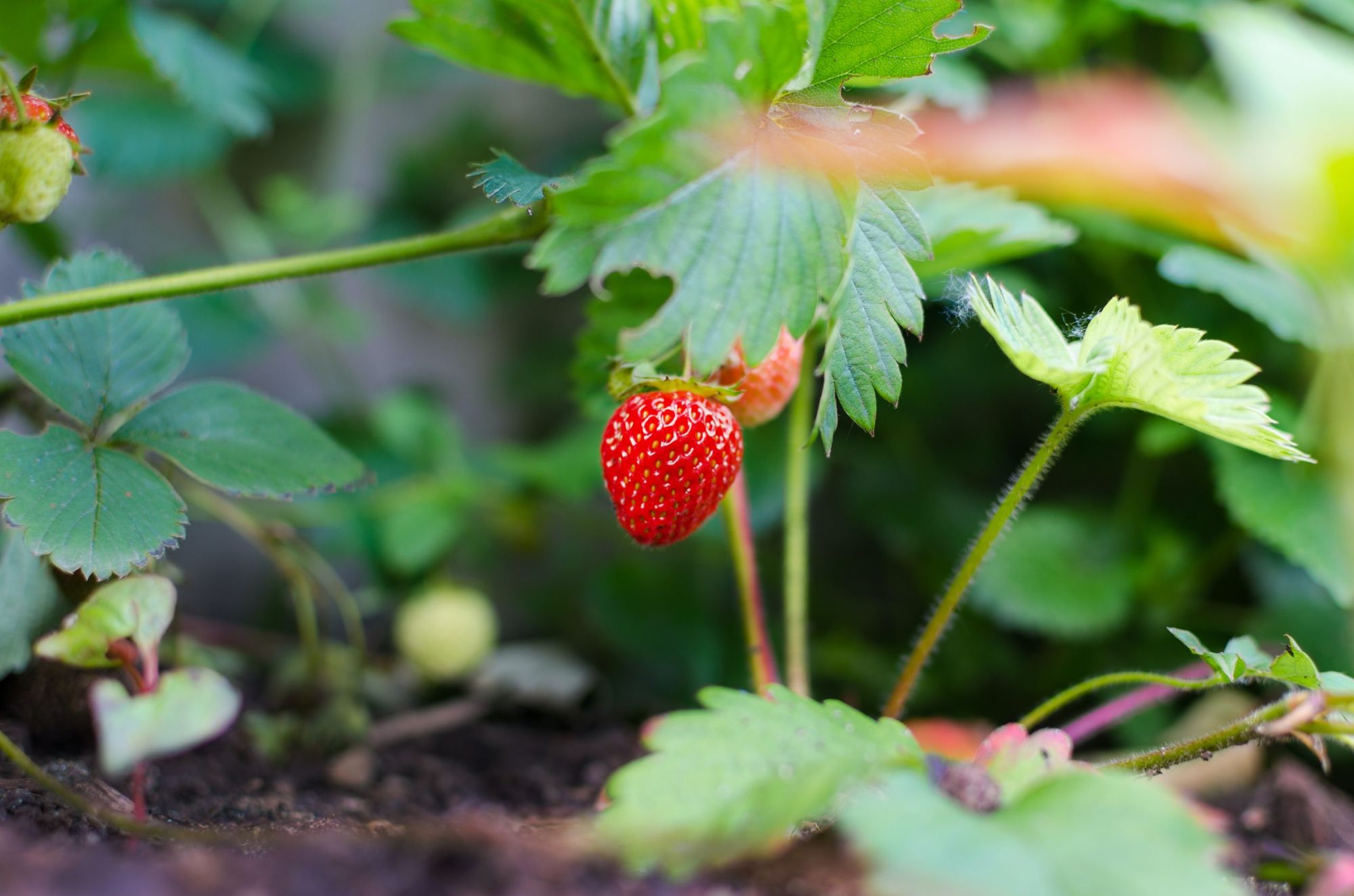 How to grow your own strawberries