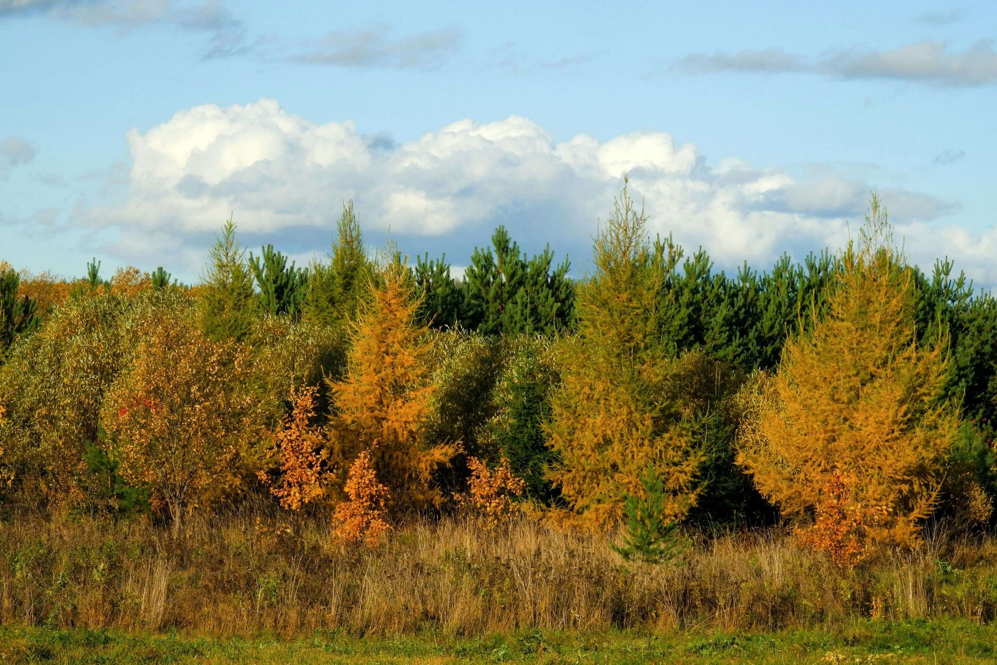 What is larch season? And how to get the most out of the golden larches