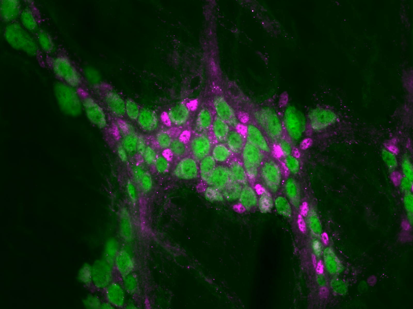 Gastrointestinal microbiota health linked to enteric nervous system