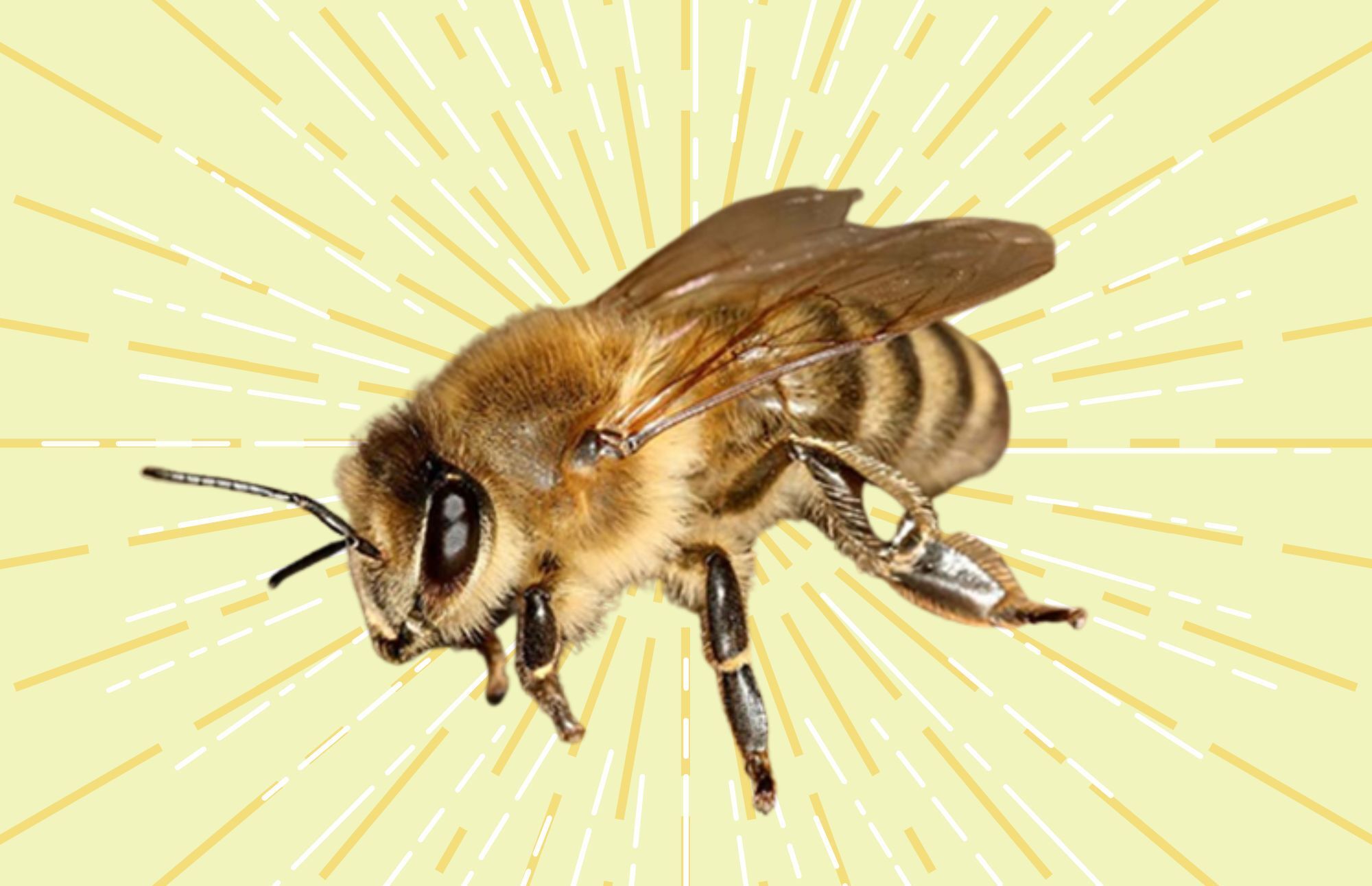 U of C researcher explores Maya beekeeping practices