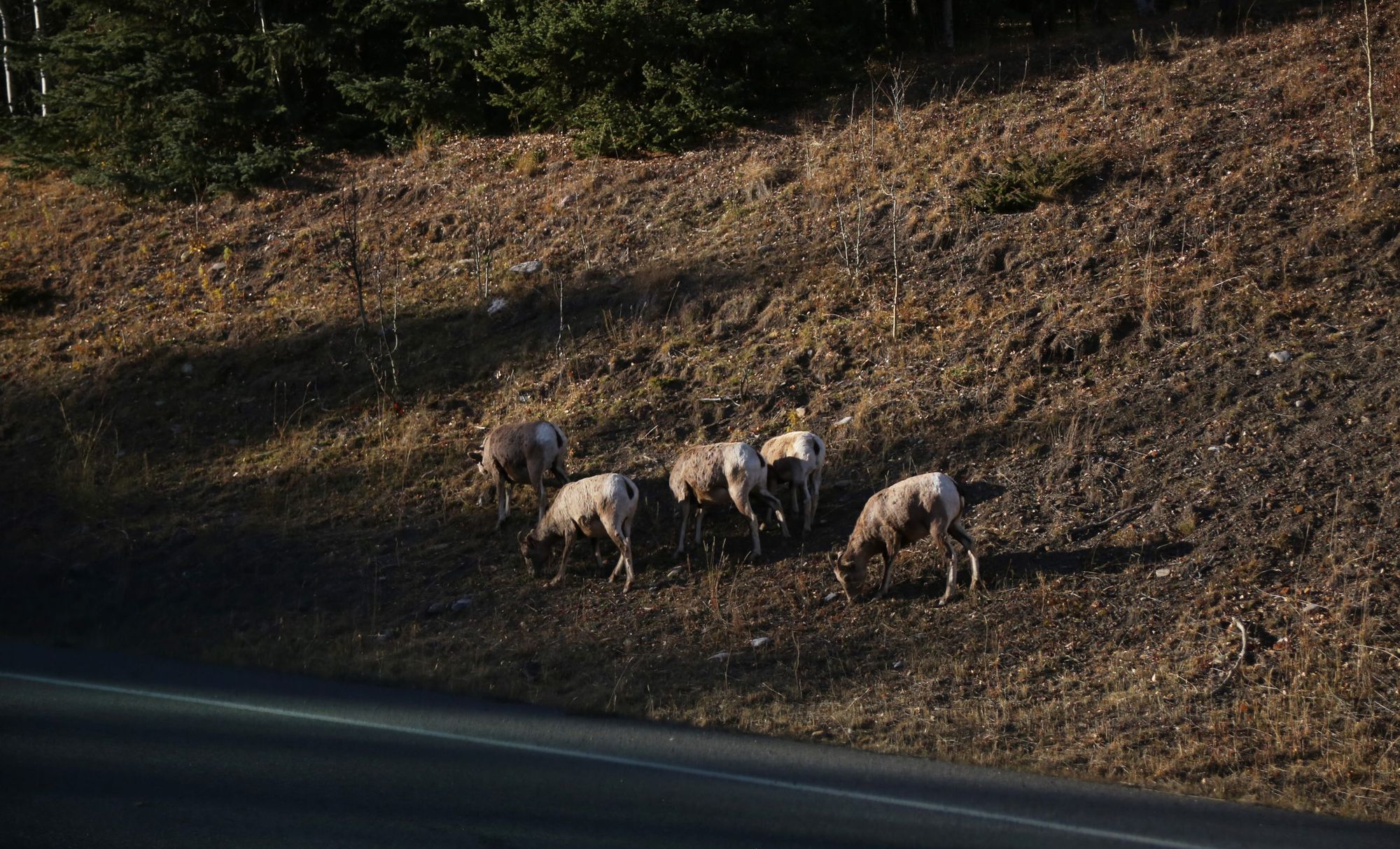 Alberta government’s culling of diseased bighorn sheep could have serious consequences