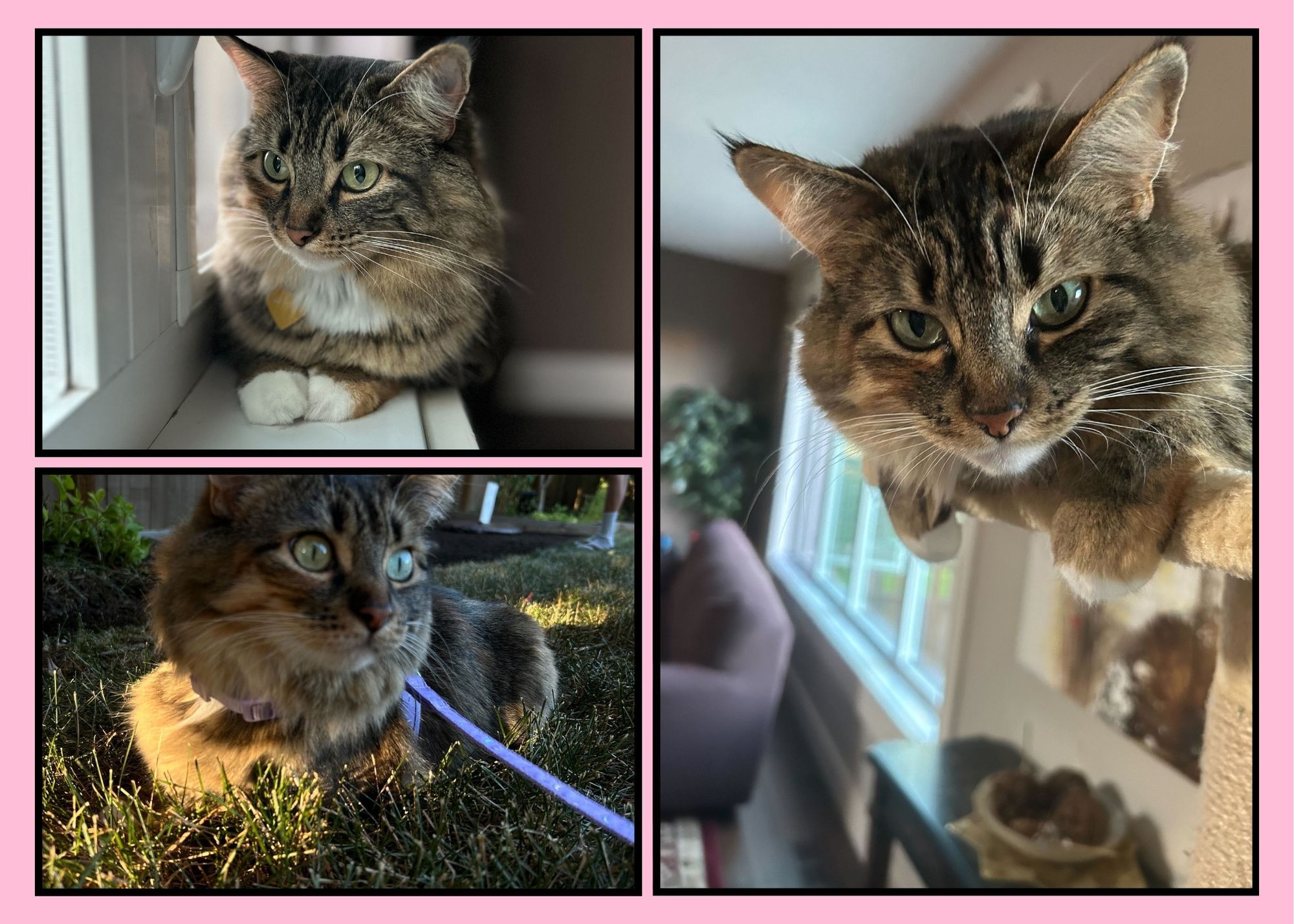 In the light of Moona: The unexpected joys of pet ownership