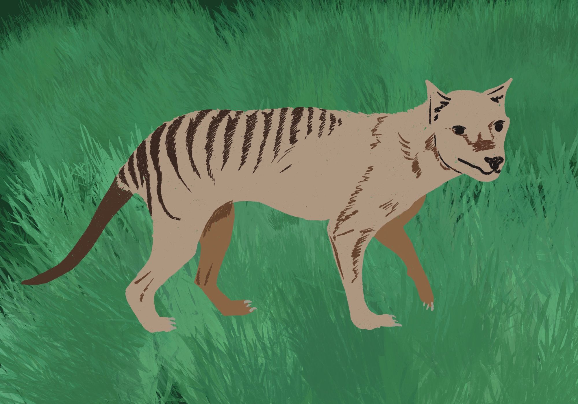 De-extinction efforts with the long-gone Tasmanian tiger