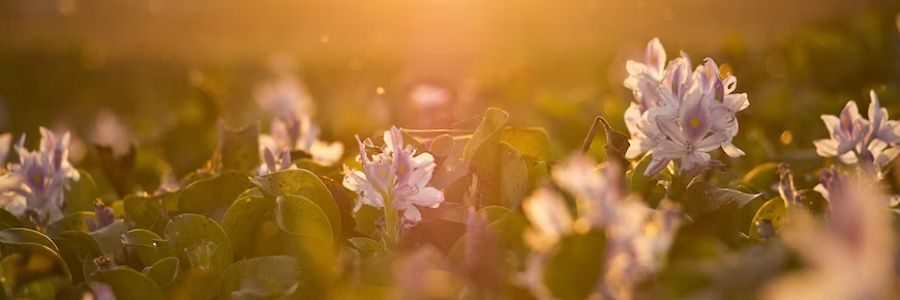 First rank Schizophrenia support