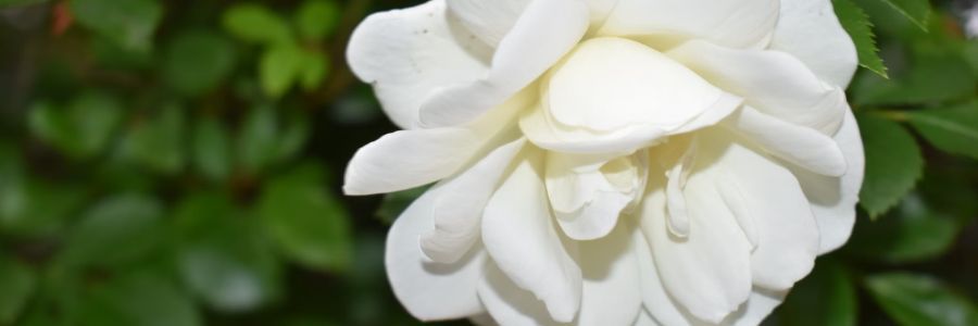 Support for grief and autism
