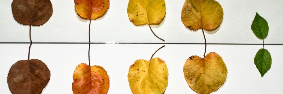 There are different types of anxiety