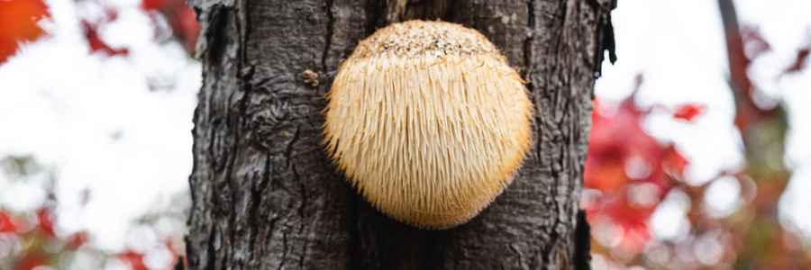 What is Lion's Mane for ADHD?