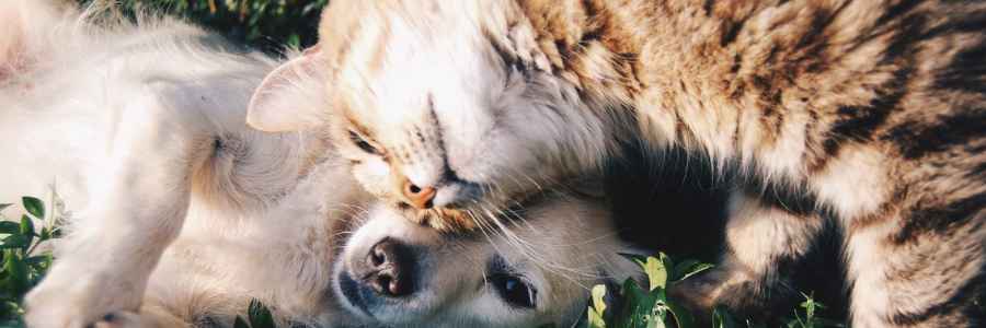 Pets And Mental Health: How Animals can Boost Your Wellbeing