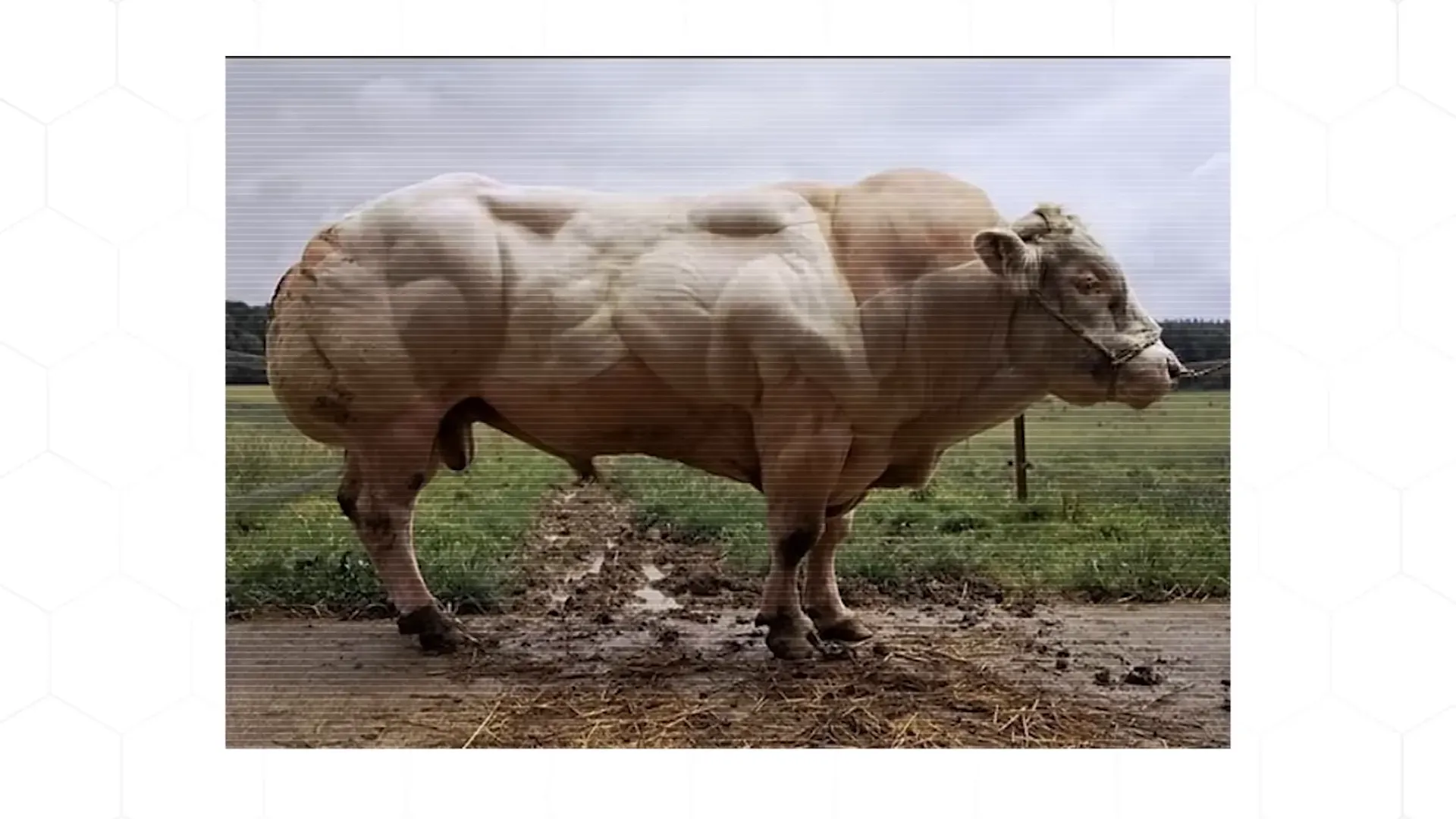 Belgian Blue cattle with huge muscles