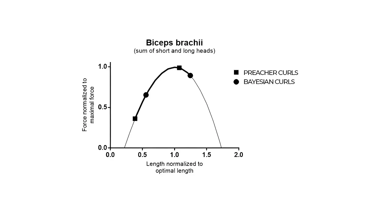 Graph showing biceps brachii force across long muscle lengths