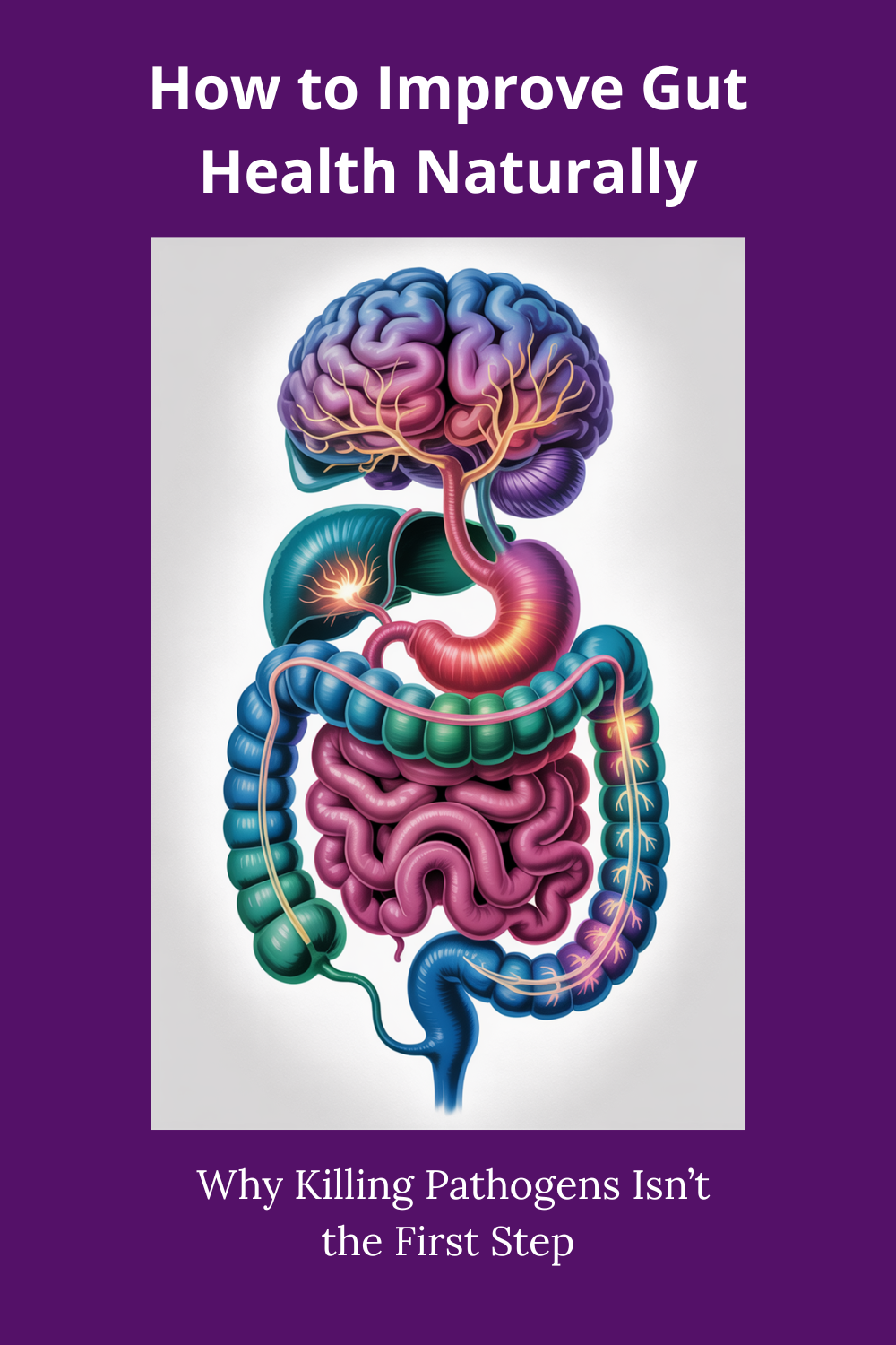 Learn how to improve gut health naturally by strengthening terrain, restoring nervous system regulation, and rebuilding digestive coordination instead of simply eliminating bacteria.