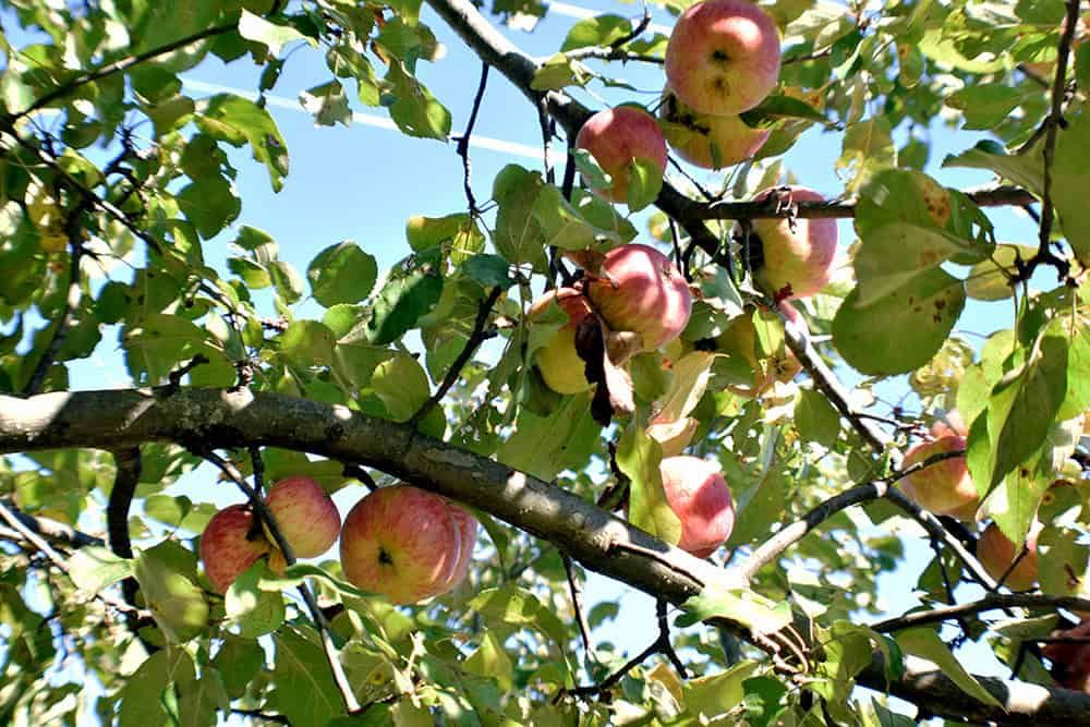 January Gardening Guide for Temperate Australia