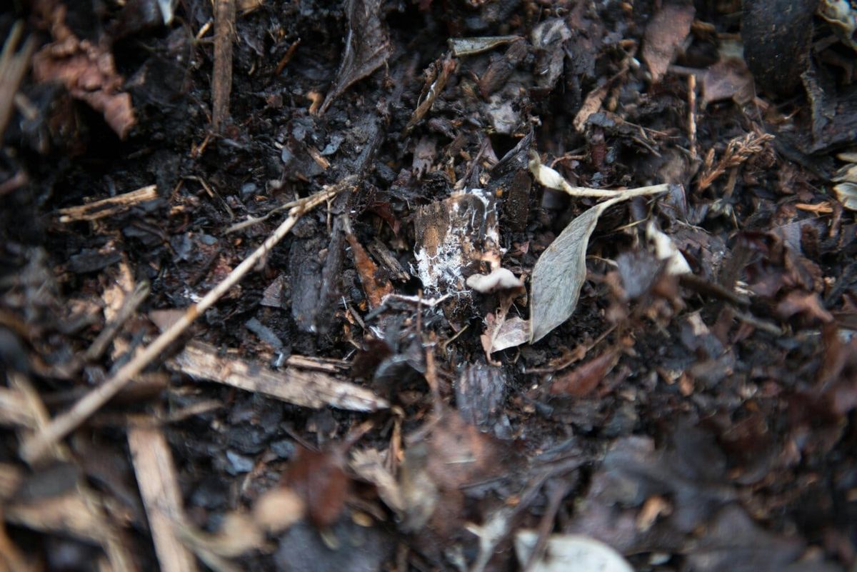 Why Healthy Soil Creates Healthy Food