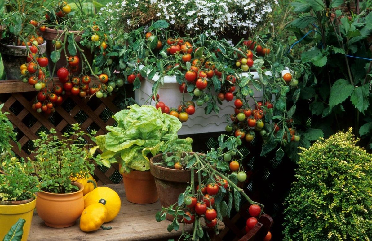 How to Create Food Security For Your Family