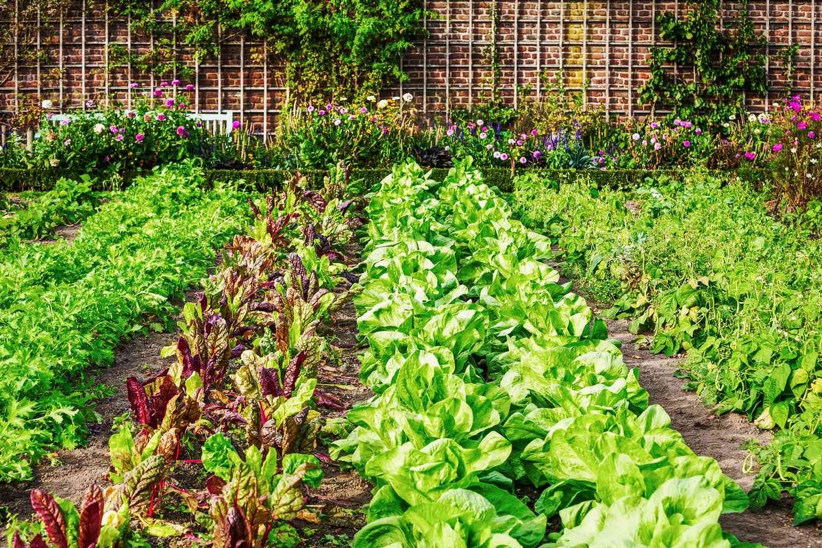 December Planting Guide for Mediterranean (Temperate) Climate