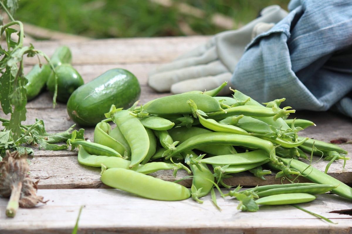 March Gardening Guide for Temperate Climate
