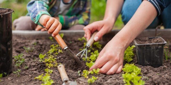 October Gardening Guide for Temperate Australia