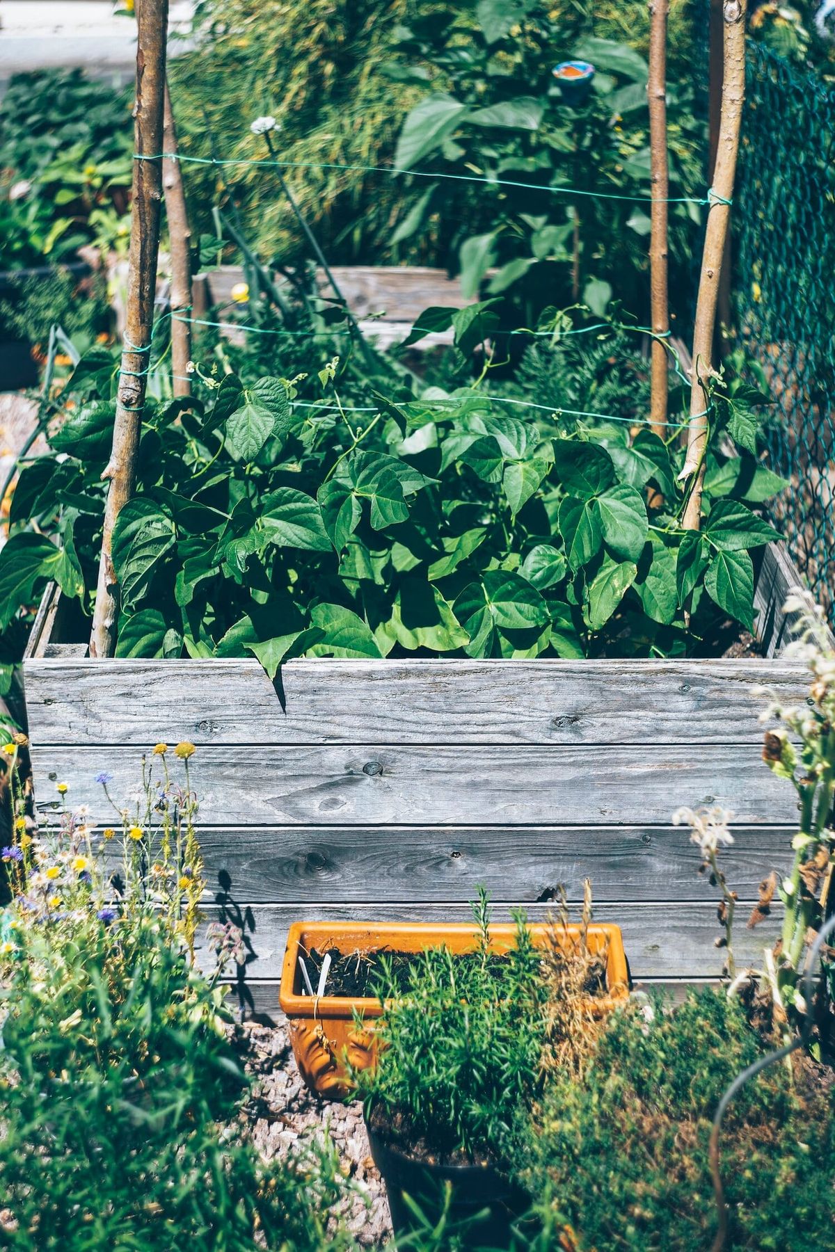July Gardening Guide for Temperate Australia